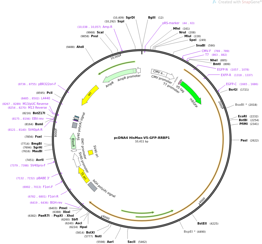pcDNA4 HisMax-V5-GFP-RRBP1质粒图谱